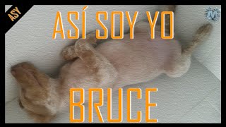 OS PRESENTO A BRUCE