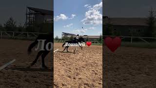 #лошади #horse #конныйспорт #любовь #эдит