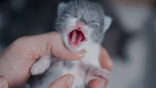 Newborn kitten threatens your dad when he pick up the newborn kittens in his hand