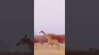 Great! Super Giraffe Launched Deadly Powerful Kick That Broke The Lion's Neck To Escape Savage Kill