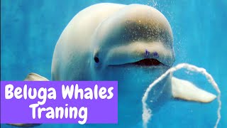 Beluga Whales Training Compilation (2019) | Funny Moments