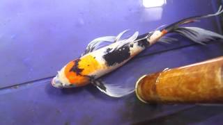 22" Showa Butterfly Koi