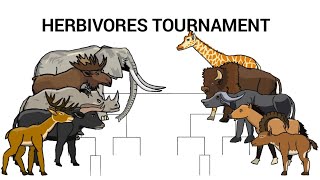 HERBIVORES TOURNAMENT - ANIMATION