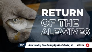 Return of the Alewives