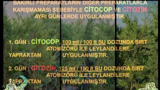 Leylandillerde Gübre Denemesi - Citozin + Citocop - www.tohumgubre.com