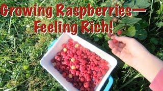 Grow Raspberries--Feel Rich!