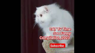 Cat TV Time..Soo Funny video  Compilation_2023 #cat  #happy #cute #short #shorts #viral #shortsfeed