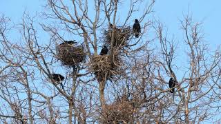 Голоса грачей Corvus frugilegus на колонии