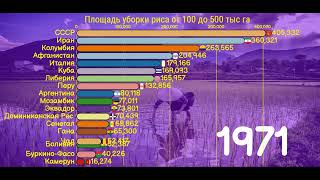 Площадь уборки риса до 500 га 1960-2021.[ИНФОГРАФИКА]. На каком месте Россия?