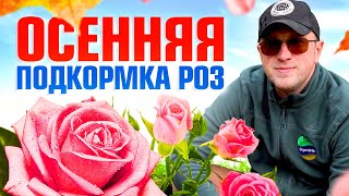 Подкормка розы осенью. Обязательно сделайте это с розами в сентябре для успешной зимовки