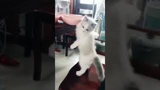 🐱😅"Feline Funnies: The Cutest and Craziest Cat Shenanigans Ever"!#cats#cute #funny