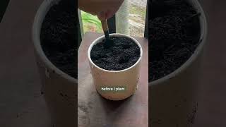 Growing cilantro from seed