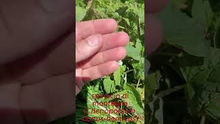 Spinaci di Montagna (Chenopodium bonus-henricus)