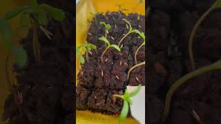 Up-potting marigolds from soil blocks.