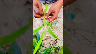 #propagating #lucky #bamboo in 23 days #rooted #bamboo #cuttings