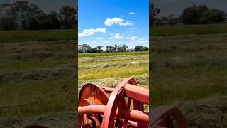 Raking hay with the MF 25 roller bar rake | The PTO fell off! | #oldisgold #farming