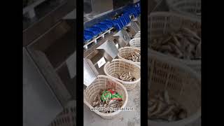 High speed fish seafood oyster weight sorting machine  #weighing #food #seafood #foodprocessing