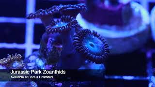 Jurassic Park Zoanthids