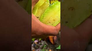 গাছ থেকে পাড়লাম থাই মিষ্টি কামরাঙা #viralvideoシ #VillsStyle #fruits #starfruit