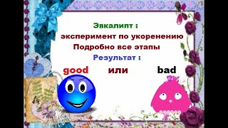 Эвкалипт: эксперимент по укоренению завершён.- Подробно все этапы укоренения и результат