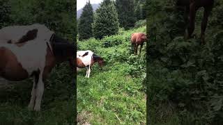 Horses in the green mountains. Прекрасные лошади пасутся в зеленых горах. Заилийский  Алатау.