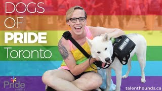 Make Your Day with These Dogs who Came Out for Pride 😀🌈