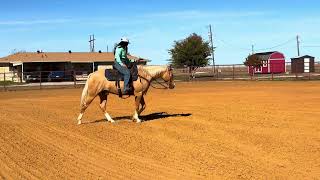 Malibu 6 Year Old Gelding