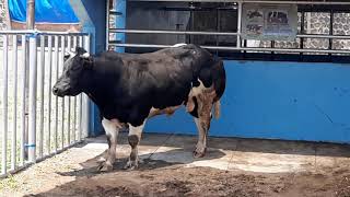 Pusat Kawin Sapi !!! Kunjungan Amazing Ternak ke BIB Singosari Lihat Sapi Perah #BIB_Singosari