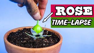 Growing ROSE Flower From Seed Time Lapse (Unexpected Results)