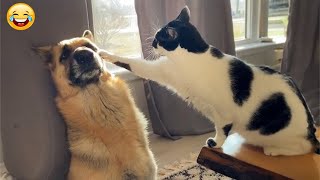 Funniest Animals 😂 Best Funny Cats and Dogs Videos 😹🐶 - Part.13