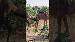 The camel is eating its leg #shorts  #shortvideo  #youtubeshorts