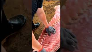 495kg Super Giant Bluefin Tuna Perfectly Carved with Cutting Skill in Just 1 Minutes