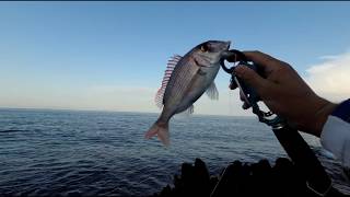 Light Shore Jigging. Red Porgy. 12.05.2018