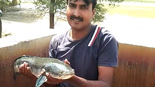 3 KG  sohol fish beautifull