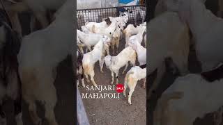 Sojat goat kids sanjari goat farms mahapoli