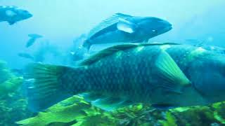 Cod potting, Stewart Island