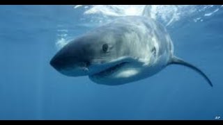 top ten World's Deadliest Sharks