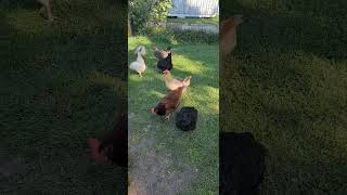 Chickens let out into backyard #raisingchickens #rooster #chicken @Chickenchaos