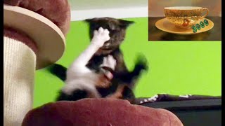 Katzen #04 - Fun, Action und richtig viel schlaaaaaaaafen