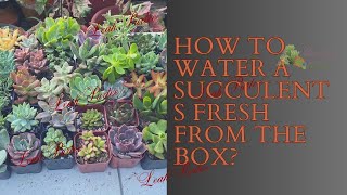 How to Water a Succulent