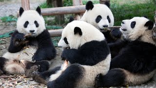 Why Pandas are the Ultimate Rebels in the Animal Kingdom! - Unveiling the Panda Paradox