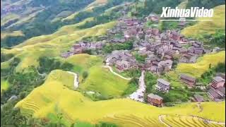 A Bird's Eye View of Longji Rice #Terrace in #autumn. #Guangxi, S China.