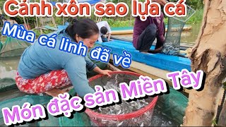 Đây là video đầu tiên làm về sông nước miền tây mùa nước lũ tràn về cá linh đầy xuồng