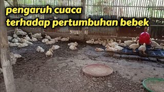 awas! cuaca panas berpengaruh ke bobot bebek