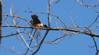 Merlin Fledgling on Transfer Perch, Mississauga, 07/21/20