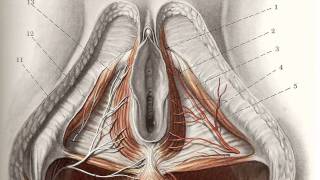 Cosmetic Vaginal Surgery Overview 2011