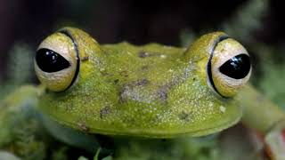 Boana rufitela | Red webbed Treefrog