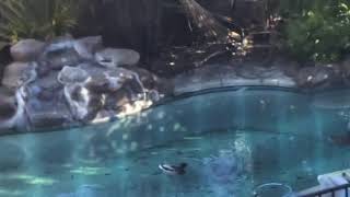 Ducks swim in pool