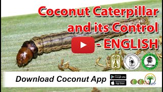 Coconut Caterpillar And Its Control - ENGLISH