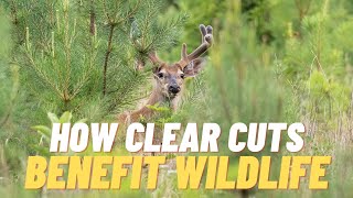 How Clear Cuts Benefit Wildlife